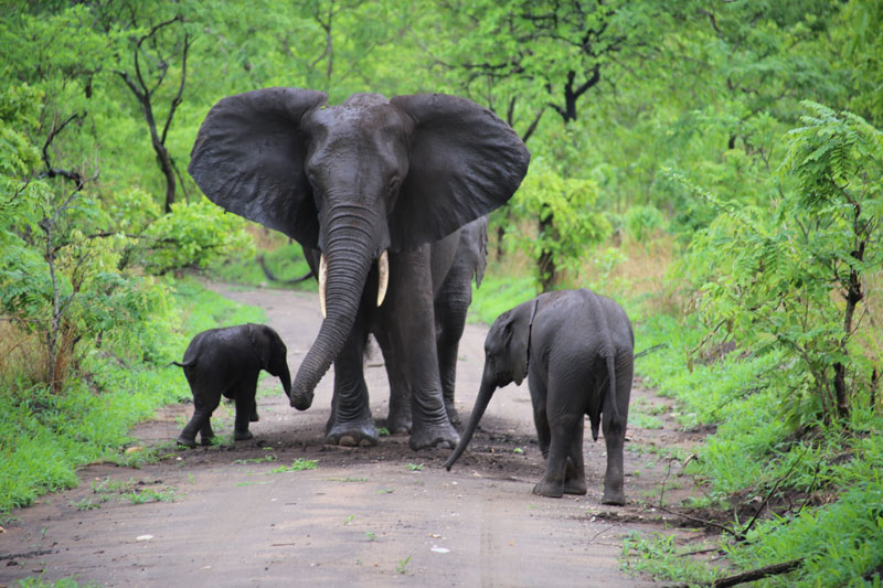 family of elephants