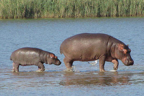 hippos at Liwonde National Park