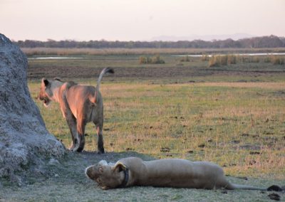 lions at majete wildlife reserve