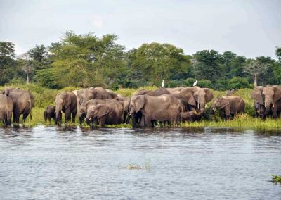 elephants at Majete Wildlife Reserve