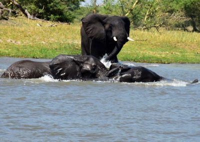 elephants swimming at Liwonde National Park