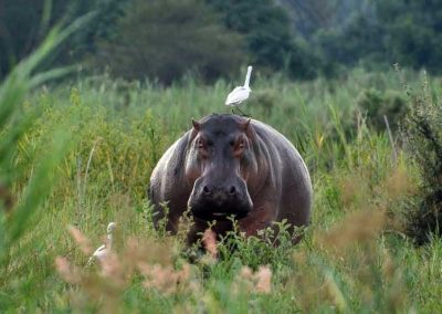 hippo with great white egret