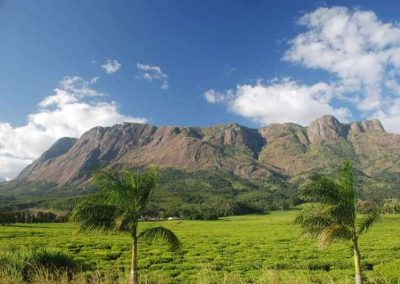 palm trees with Mulanje Mountain in background